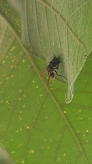 Brachygastra