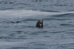 Zalophus californianus