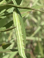 Condica
