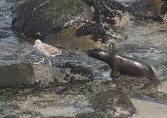 Zalophus californianus