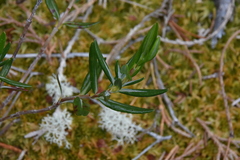 Kalmia microphylla