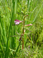 Pedicularis palustris