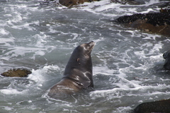 Zalophus californianus