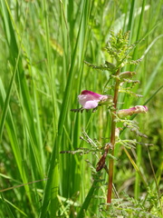 Pedicularis palustris