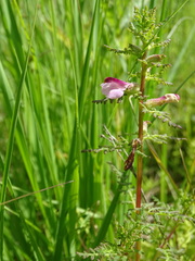 Pedicularis palustris