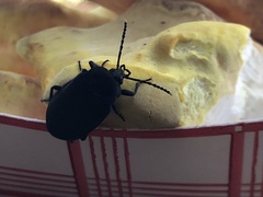 Penthe pimelia