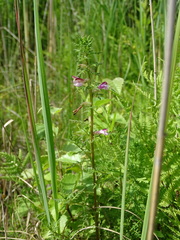 Pedicularis palustris