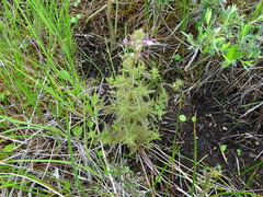 Pedicularis palustris