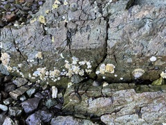 Semibalanus balanoides