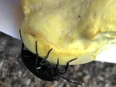 Penthe pimelia