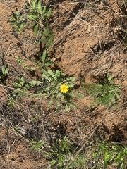 Arctotis arctotoides