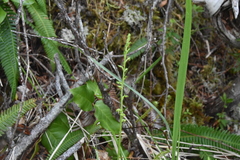 Platanthera stricta