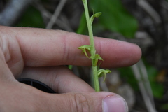 Platanthera stricta