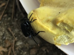 Penthe pimelia
