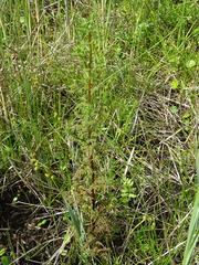 Pedicularis palustris
