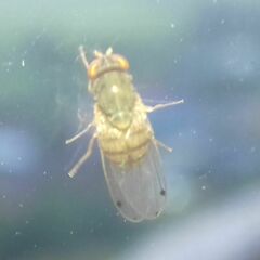 Gitona distigma