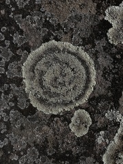 Protoparmeliopsis muralis