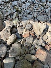 Scaphinotus angusticollis