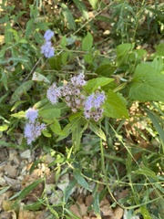 Conoclinium coelestinum