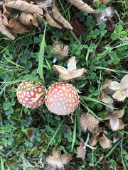 Amanita muscaria