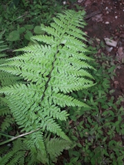 Pityrogramma calomelanos