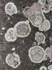 Protoparmeliopsis muralis