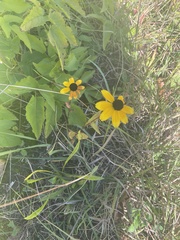 Rudbeckia triloba