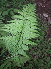 Pityrogramma calomelanos