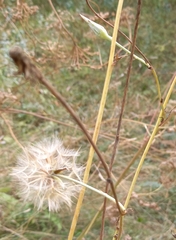 Lactuca serriola