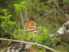 Upupa epops africana