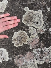 Protoparmeliopsis muralis