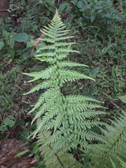 Pityrogramma calomelanos