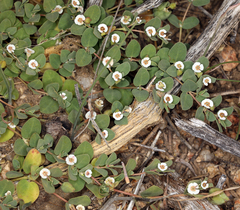 Euphorbia albomarginata