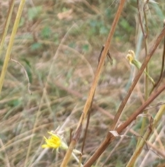 Lactuca serriola