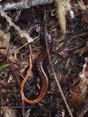 Plethodon vehiculum