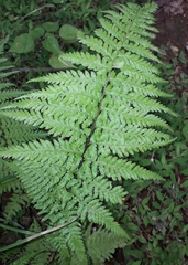 Pityrogramma calomelanos