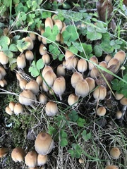 Coprinellus