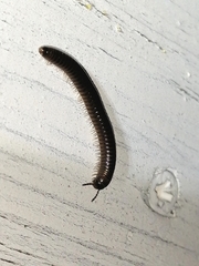 Cylindroiulus caeruleocinctus