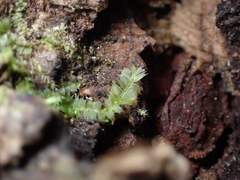 Lophocolea bidentata