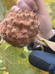 Callirhytis seminator