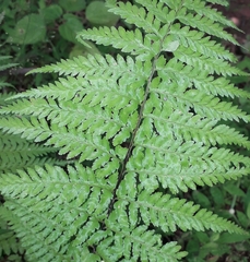 Pityrogramma calomelanos