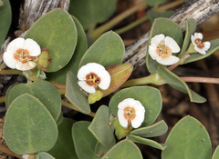 Euphorbia albomarginata