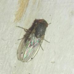 Gitona distigma
