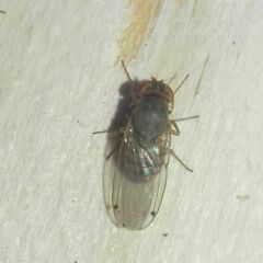 Gitona distigma