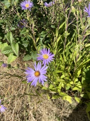 Eurybia spectabilis