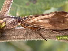 Anabolia nervosa