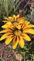 Gazania