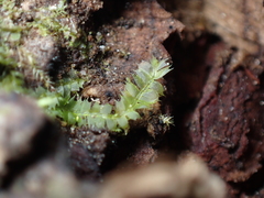 Lophocolea bidentata