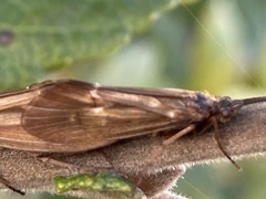 Anabolia nervosa