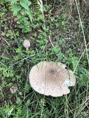 Macrolepiota